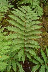 Cyathea colensoi.  Mature frond with longest primary pinnae at mid-lamina.
 Image: L.R. Perrie © Te Papa 2012 CC BY-NC 3.0 NZ